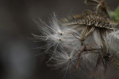 秋季过敏“爆发” 做好四点尽享秋高气爽