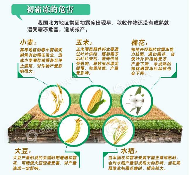 这个“杀手”有点冷——聊一聊不可大意的初霜冻