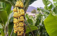 香蕉植物在温暖的沿海气候中生长最好