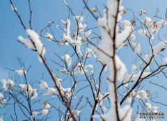  立冬节气的气候有什么特