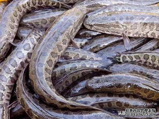 最好吃的4种中国鱼，你吃过几种呢？