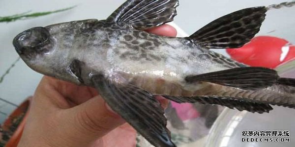 清道夫鱼是什么鱼 为什么这种鱼叫清道夫鱼