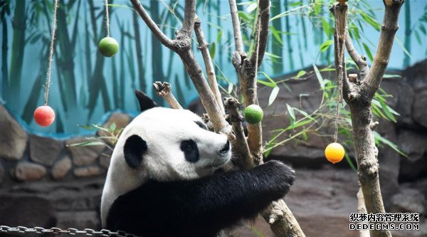 大熊猫：空调房里乐享清凉一夏-图5