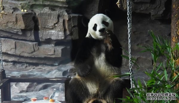 大熊猫：空调房里乐享清凉一夏-图2