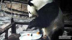 大熊猫：空调房里乐享清