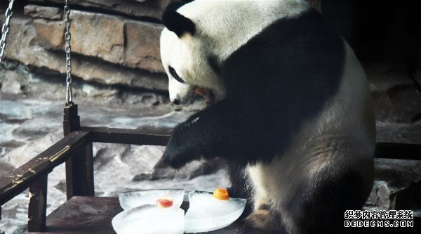 大熊猫：空调房里乐享清凉一夏-图1