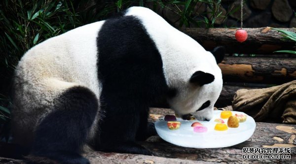 大熊猫：空调房里乐享清凉一夏-图3