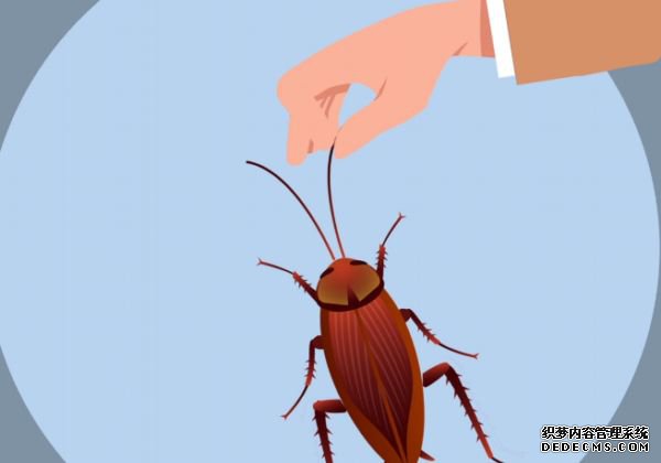 为什么会有蟑螂 灭蟑螂的小窍门