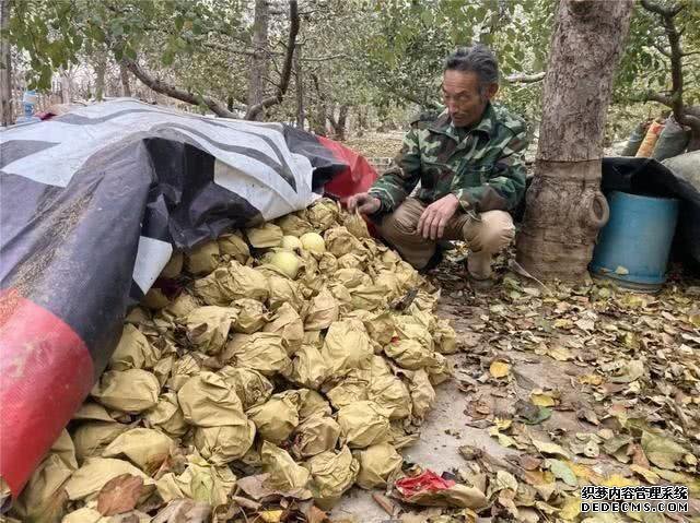 天气变冷,果农眼巴巴等不来收购商,20万斤果子堆积,这可咋办