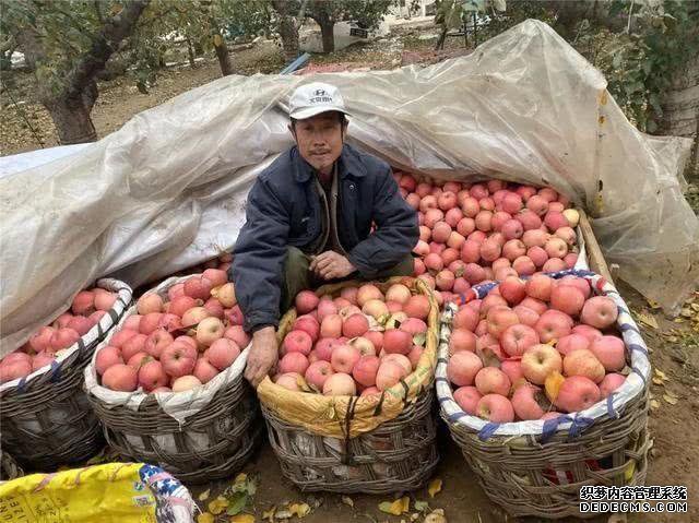 天气变冷,果农眼巴巴等不来收购商,20万斤果子堆积,这可咋办