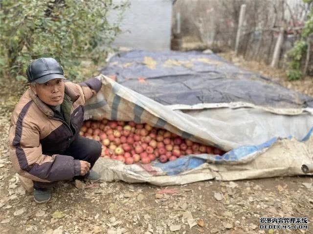 天气变冷,果农眼巴巴等不来收购商,20万斤果子堆积,这可咋办