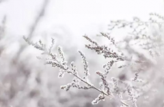 “寒风迎大雪，三九天气