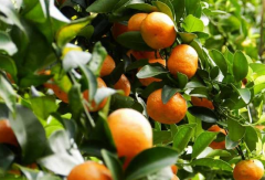 柑橘种植，天气寒冷，防