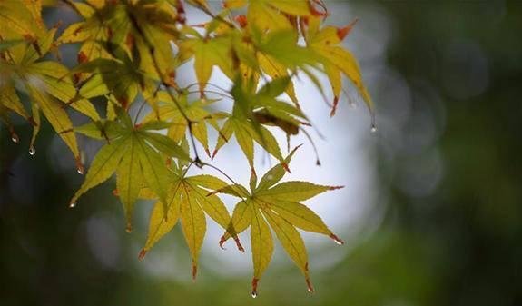 昨天南京暖到破纪录，今天暴跌10℃！阴雨天气未来几天将持续