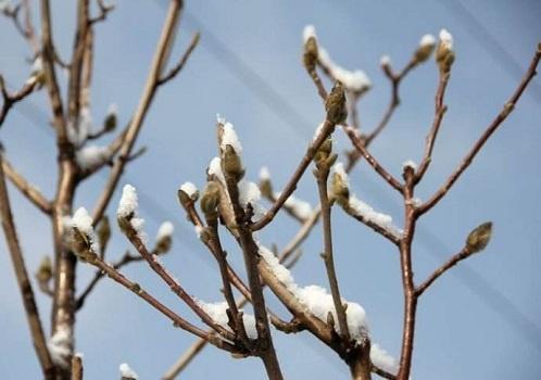 降雪天气到来,最冷的“三九”到底是哪一天?会有“倒春寒”吗?