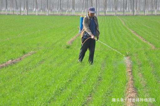 “天气预报”登上热搜，赶快做好小麦预防，别说没有提前告诉你