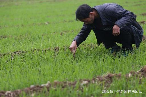 “天气预报”登上热搜，赶快做好小麦预防，别说没有提前告诉你