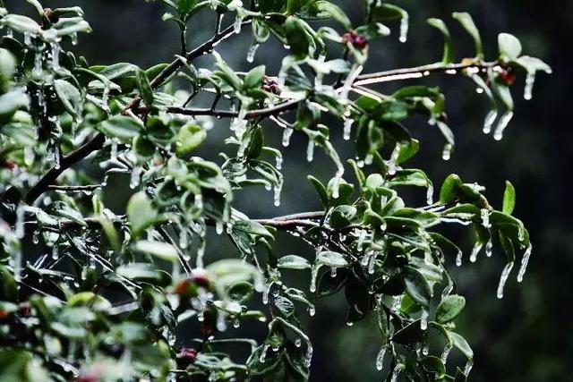 气象科普｜滴水成冰，你了解冻雨吗？