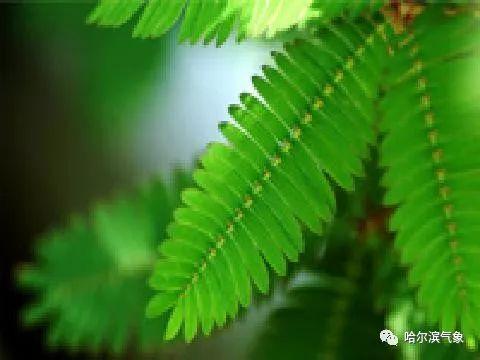 【气象科普知识】植物也能预报天气？