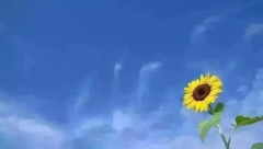 今日播报|西双版纳州天气