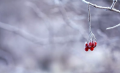 下雪了，大风降温伴跨年