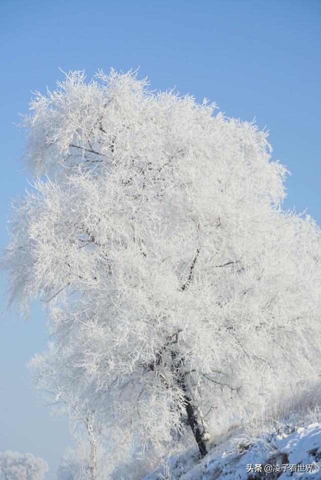 2019年我看过最美的一次雾凇，中国雾凇这家强