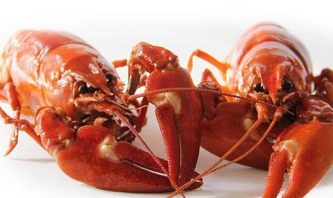冬天有龙虾吃吗 龙虾是什么季节可以吃