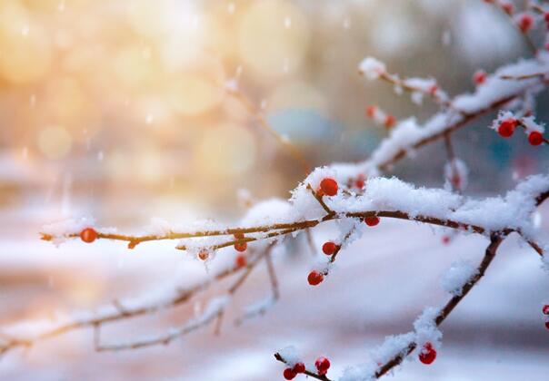 大雪节气三候是什么 大雪三候的意思