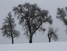 大雪节气古诗词鉴赏 关于