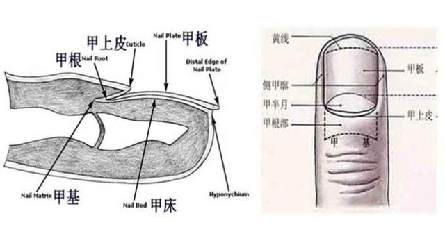 指甲上有几个月牙，身体才算健康？别自己瞎猜，听听专家咋说