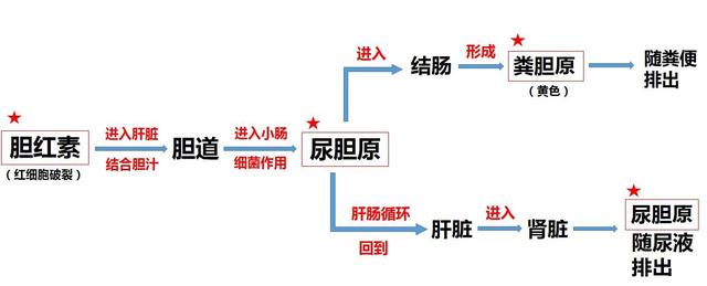 早上尿液发黄检查尿胆红素高是不是肝炎的