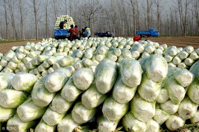冬天养生最适合吃的5种蔬菜!符合时令!既好吃又便宜!