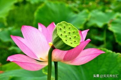 心理因素与健康密不可分,坚持这5个养心法则,健康属于你