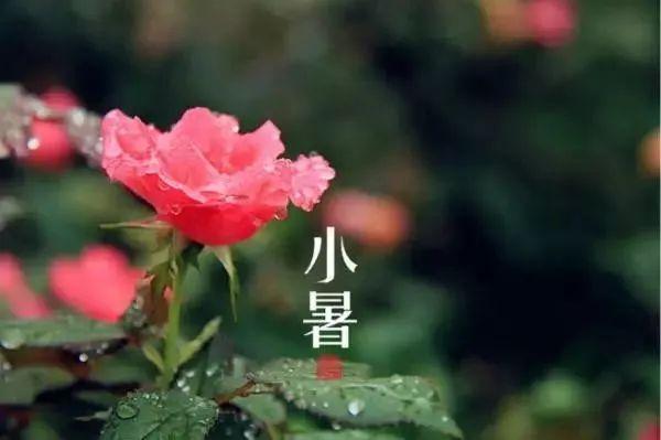 小暑养生,过“六关”喝“三汤”,健康一整夏