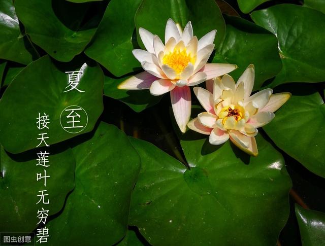 夏至养生,记住这4条就够了!另有超简单的3个消暑方
