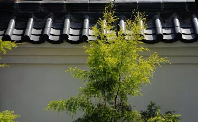 这才是中医养生的最高境界