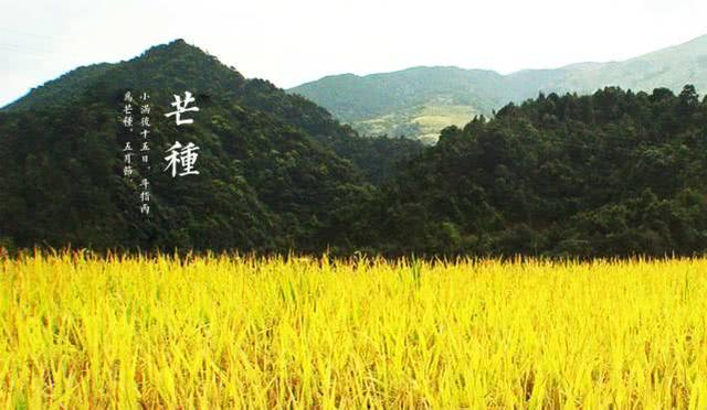 关于24节气芒种的养生方法