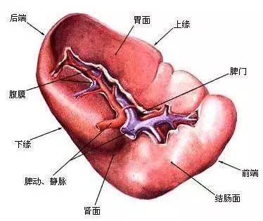 脾虚易衰老,6款养生美食,吃出好容颜