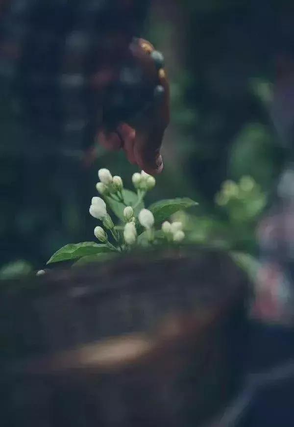 肠胃不好的人喝什么茶养生?