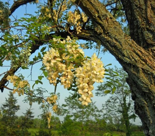 这“一菜一花一果”,清热祛湿养肝肾!夏季养生常备