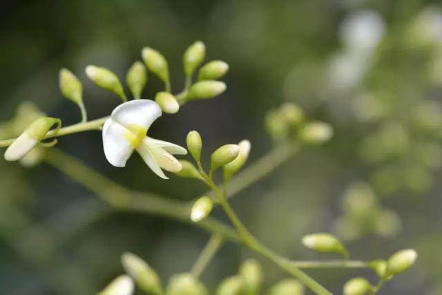 初夏养生,别错过1菜1花1果!男女都该多吃