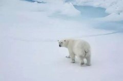 北极圈内现32℃高温 今年