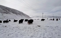 我省大部地区出现降雪天