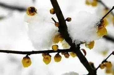 小寒节气:18首小寒诗词,请收好