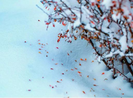 小寒至，谚语：“小寒暖，立春雪”，什么意思？你那里天气咋样？