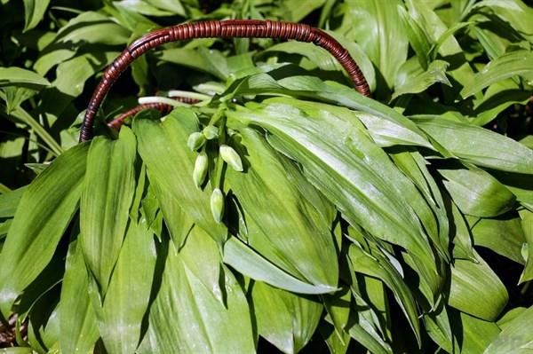 夏季养生多吃7种野菜,能增强机体抵抗力,补充营养,一年少生病