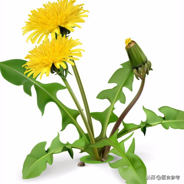 没吃到这4种经典养生野菜，怎能算尝过春天的味道？