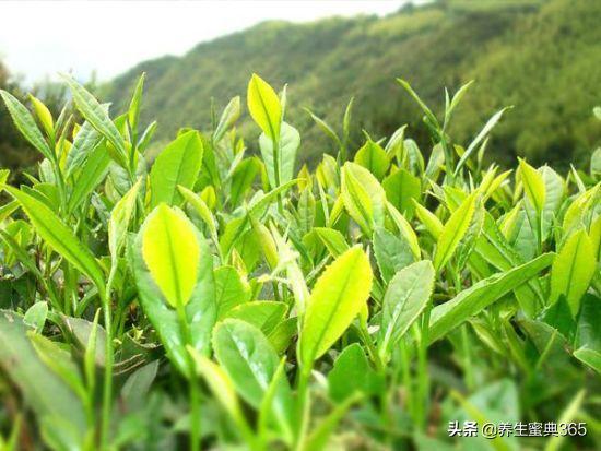 春季养生,不可错过的四种野菜,鲜嫩美味又养生!