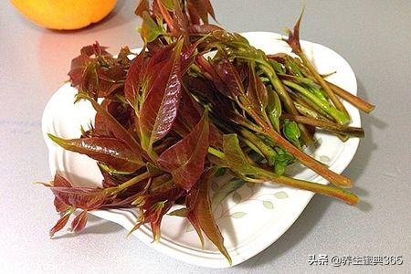 春季养生,不可错过的四种野菜,鲜嫩美味又养生!