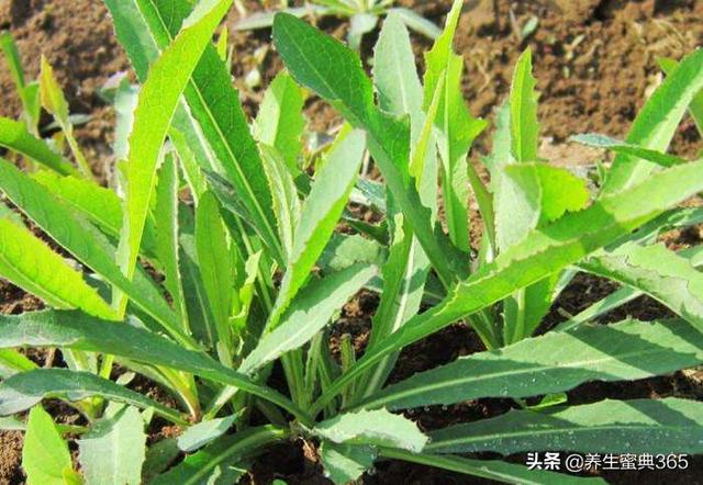 春季养生,不可错过的四种野菜,鲜嫩美味又养生!